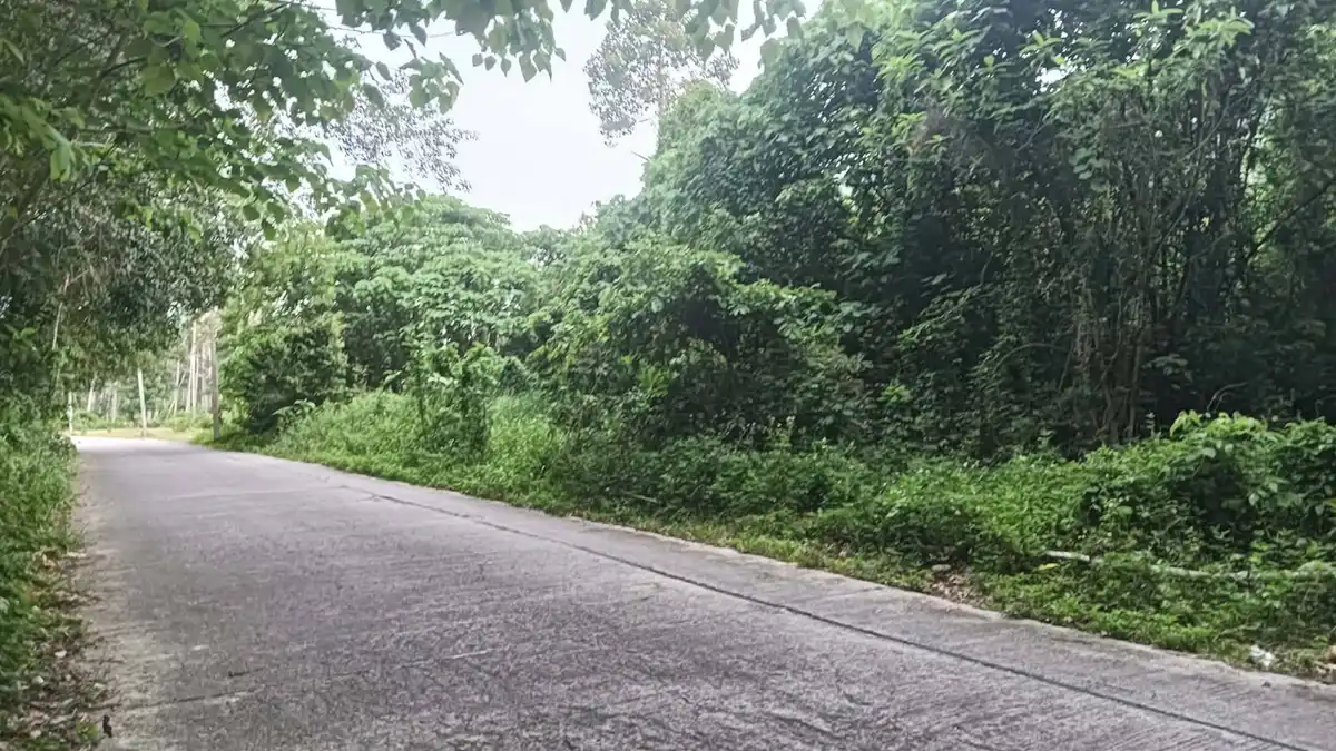 Sale Land 12128 sqm Na Mueang 3 million Baht / 1600 sqm